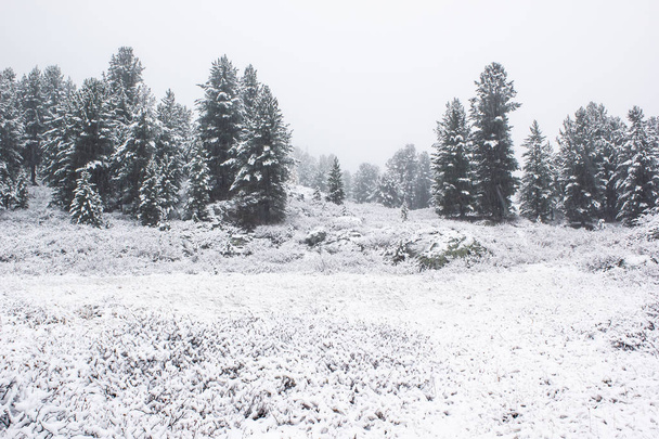 Kiefern unter Schnee im Winterwald - Foto, Bild