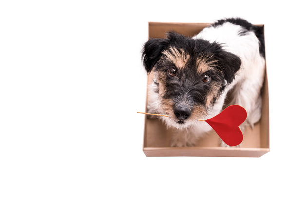 Αγίου Βαλεντίνου σκυλί κάθεται σε ένα κουτί με καρδιά και κοιτώντας ψηλά - Φωτογραφία, εικόνα