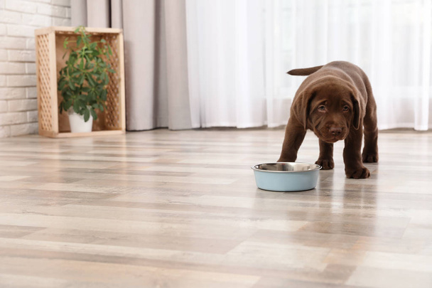 Chocolate Labrador Retriever puppy with food bowl at home - Fotografie, Obrázek