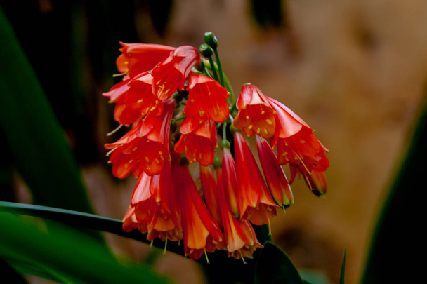 micro perto de uma flor exótica vermelha
 - Foto, Imagem