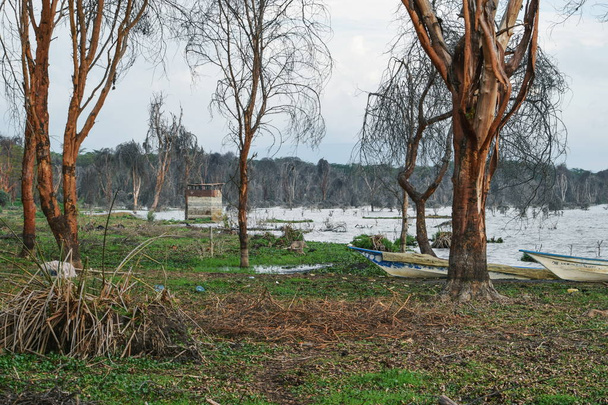 Мертві дерева уздовж берегів озера Наїваша, Кенія - Фото, зображення