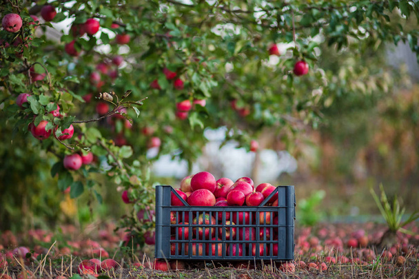 Органічні червоні яблука в кошику, під деревом в саду, на розмитому тлі, в кінці полуденного сонячного світла
. - Фото, зображення