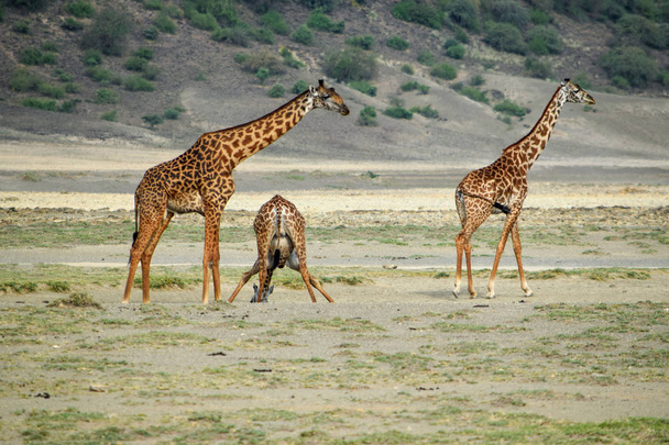 A herd of giraffes grazing in the wild at Samburu National Reserve, Kenya - Photo, Image