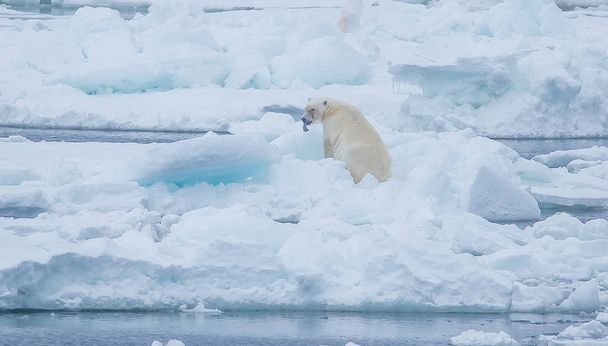 Dziki niedźwiedź polarny w arktycznym  - Zdjęcie, obraz