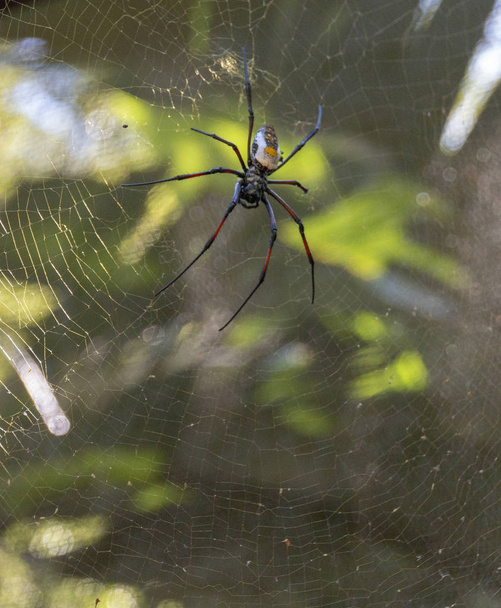 egy nagy pók  - Fotó, kép