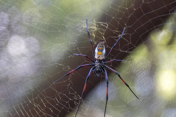 Uma grande aranha
  - Foto, Imagem