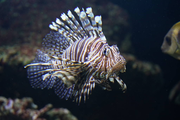 Zebra Lion Fish in Black Aquarium Background Stock Photo - Image of deep,  dangerous: 167804306