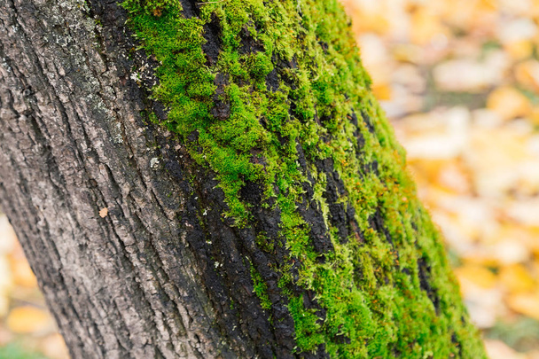 Ραγισμένα φλοιό του δέντρου παλιά, κατάφυτη με πράσινα βρύα σε Φθινοπωρινό δάσος. Επιλεκτική εστίαση. - Φωτογραφία, εικόνα