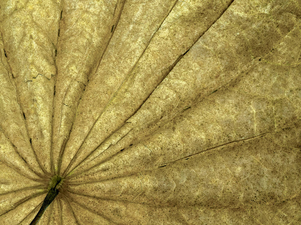 Természetes sárga száraz levelek. finom részleteket és nagyon nagy felbontású háttérképek - Fotó, kép