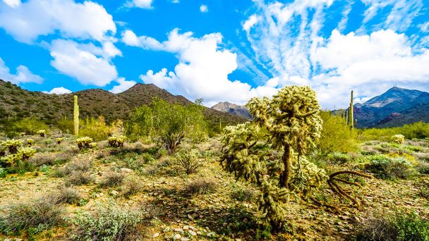 Senderismo en las rutas de senderismo rodeadas de Saguaro, Cholla y otros Cacti en el paisaje semidesértico de la cordillera McDowell cerca de Scottsdale, Arizona, Estados Unidos de América
 - Foto, imagen