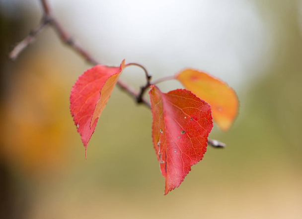 red leaves on a tree in autumn - 写真・画像