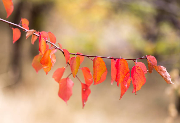 red leaves on a tree in autumn - Фото, зображення