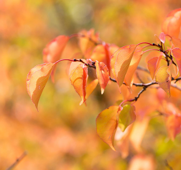 red leaves on a tree in autumn - 写真・画像