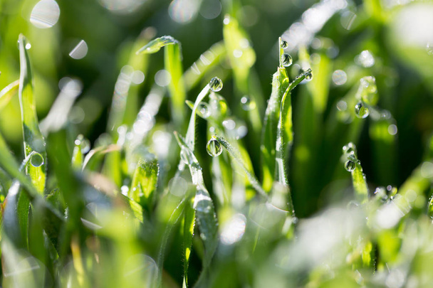 dew drops on green grass in nature - Foto, immagini