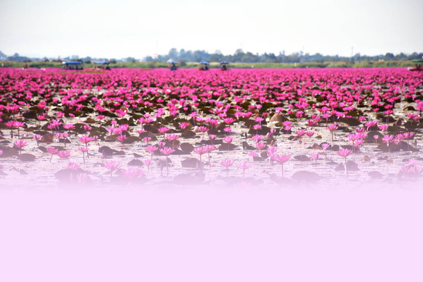 Piros lotus-tó is egy nagy természetes édesvizű tó rózsaszínes piros tavirózsák, Udon Thani, Thaiföld. Messze vannak sok idegenforgalmi csónakot. A kép alján fehér színátmenetes hely a textúra (reklám, leírás, értesítés, bejelentés) - Fotó, kép