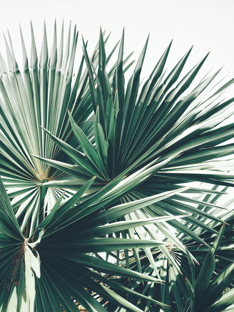 Beautiful of palm tropical leaves - Fotografie, Obrázek