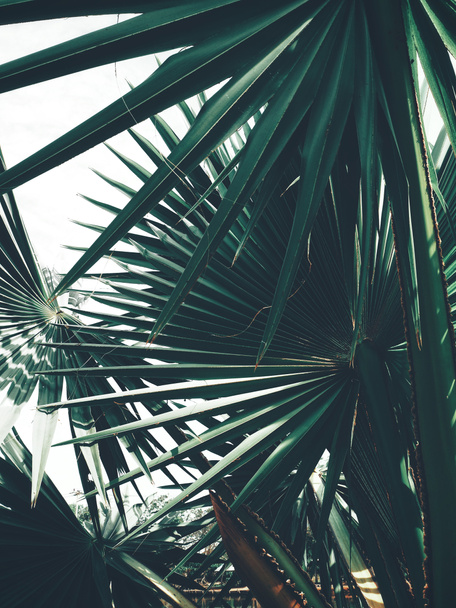 Beautiful of palm tropical leaves - Photo, Image