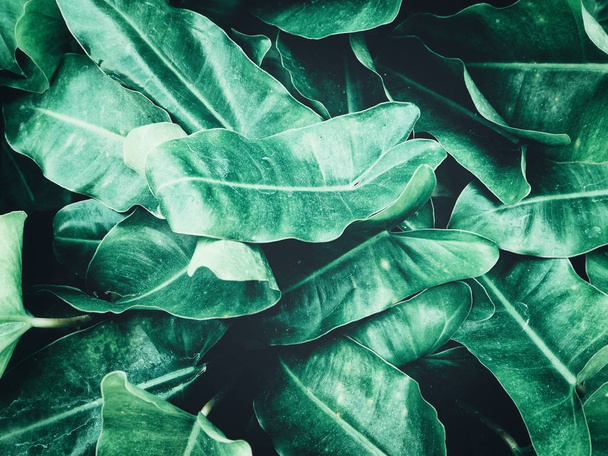 Kaunis vihreä trooppisia lehtiä - Valokuva, kuva