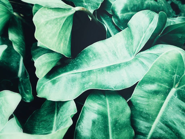 Piękne zielone liście tropikalne - Zdjęcie, obraz