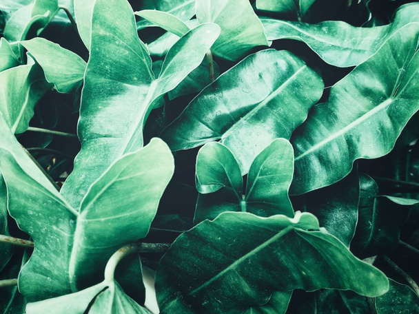 Piękne zielone liście tropikalne - Zdjęcie, obraz