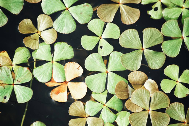 Щасливе листя конюшини з водою
 - Фото, зображення