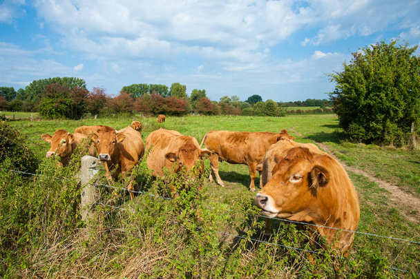 Koeien grazen in het Oost-Vlaamse platteland. - Foto, afbeelding