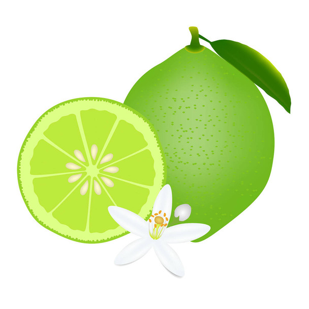 Whole lime and half with flowers isolated on white background. - Vector, Image