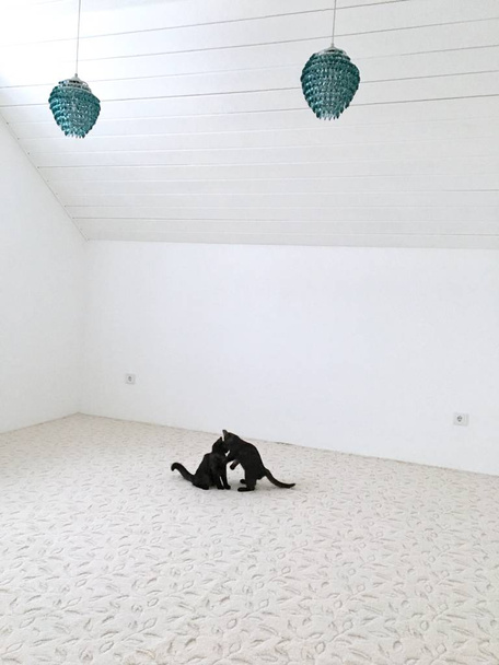 Dos gatitos negros juegan en la habitación blanca con lámparas azules
 - Foto, Imagen