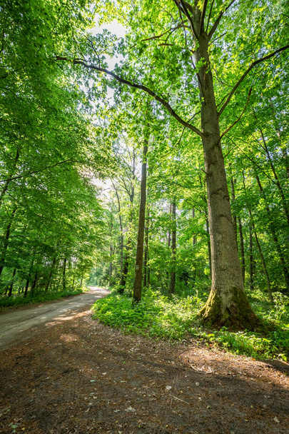 Καταπληκτικό άνοιξη μέσα στο καταπράσινο δάσος στην Πολωνία - Φωτογραφία, εικόνα