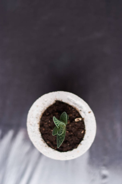 succulent plant in handmade concrete pot in room decoration for cactus lover - Zdjęcie, obraz