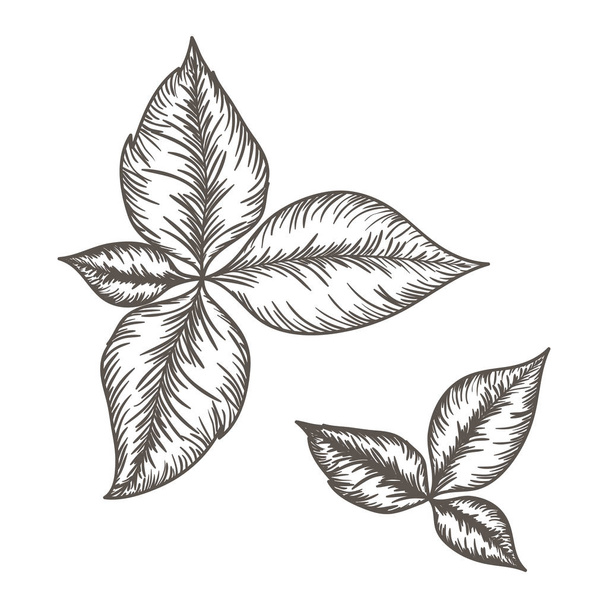 branch with leaf isolated icon - Vecteur, image