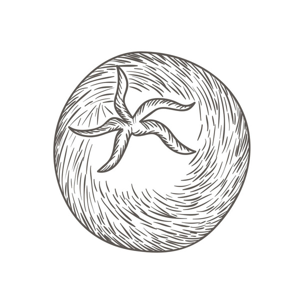pyszny pomidor w rysunku ikona na białym tle - Wektor, obraz