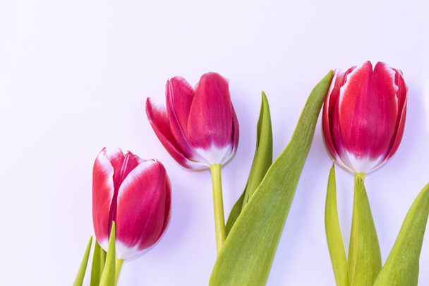 Flores brillantes y coloridas tulipanes
  - Foto, imagen