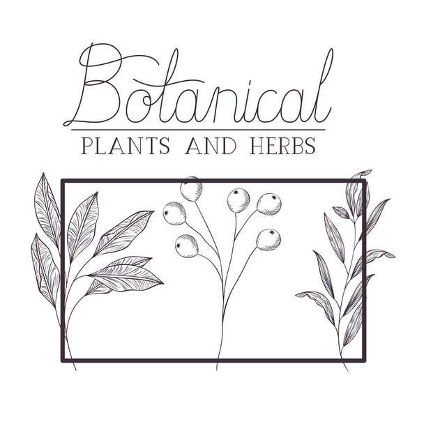 botanical label with plants and herbs - Vector, Image