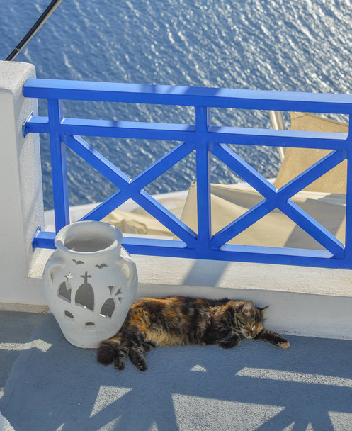 Μια όμορφη γάτα απολαμβάνει στο νησί της Σαντορίνης  - Φωτογραφία, εικόνα