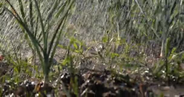 Parche de jardín con cebollas verdes y hierba está bajo el torrente de gotitas lluviosas
 - Imágenes, Vídeo
