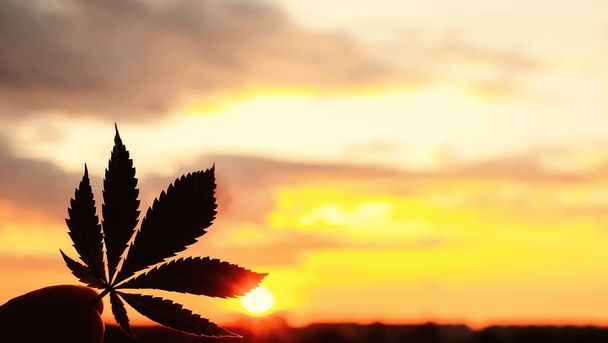 Prachtige commerciële Cannabis in de geweldige zonsondergang achtergrond.  - Foto, afbeelding