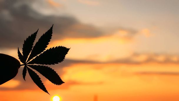 Bella Cannabis commerciale nello straordinario sfondo del tramonto
.  - Foto, immagini