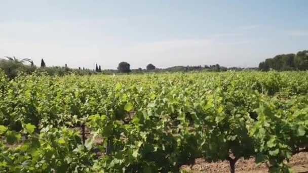 Vineyard plantation in the lands of Tarragona, Spain. - Footage, Video
