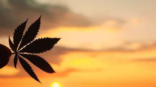 Bella Cannabis commerciale nello straordinario sfondo del tramonto
.  - Foto, immagini