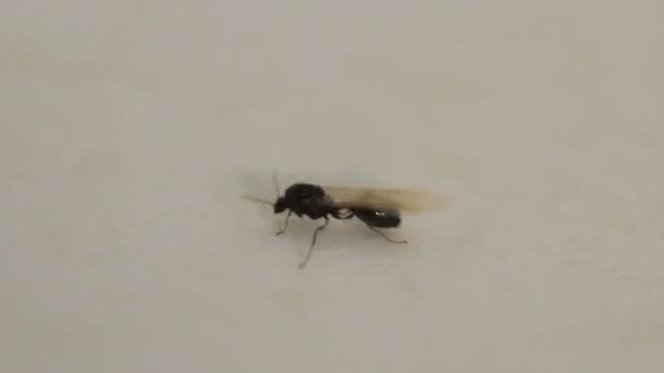 Fliegende Ameisen im Haus - Filmmaterial, Video