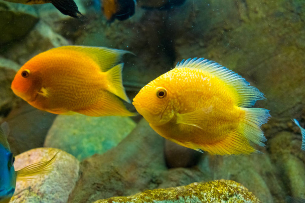 Peces carpa dorada nadan en agua dulce en el acuario
. - Foto, imagen