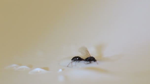 Fourmi volante noyée en intérieur
   - Séquence, vidéo