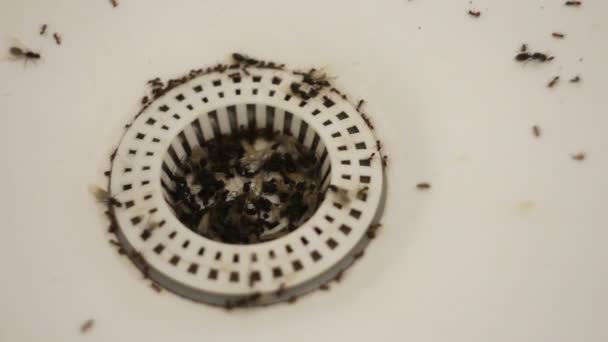 Inwazja latające mrówki w umywalki. - Materiał filmowy, wideo