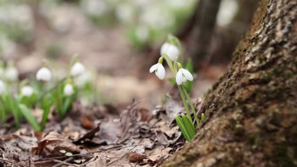 Two white blooming snowdrop folded or Galanthus plicatus near tree covered with moss in the forest background. Wind, light breeze, cloudy spring day, dolly shot, close up, shallow depths of the field, 59,94 fps - Footage, Video