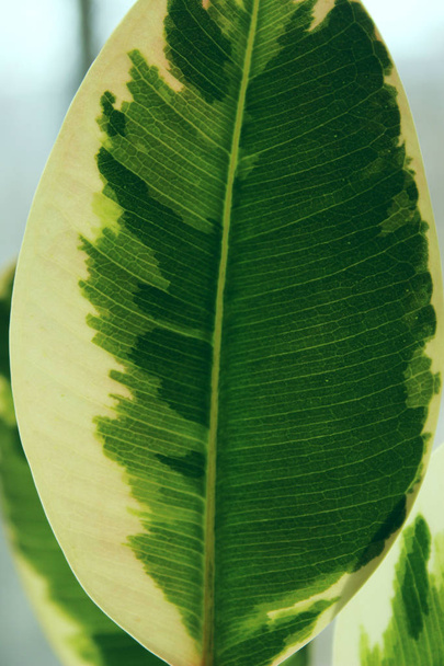 Nature Contexte. Photo de la nature de Ficus avec feuilles vertes et blanches. Fermer Vue Naturelle Des Feuilles. Plantes vertes naturelles. - Photo, image