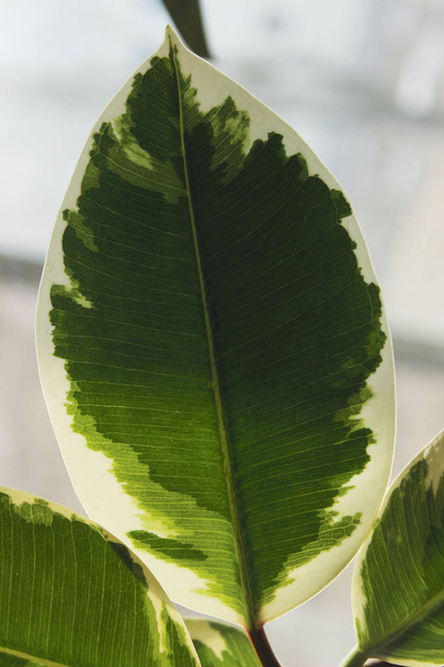 Фон природы. Природа Фото Фикуса с зелеными и белыми листьями. Закрыть естественный вид листьев. Зеленые насаждения. - Фото, изображение
