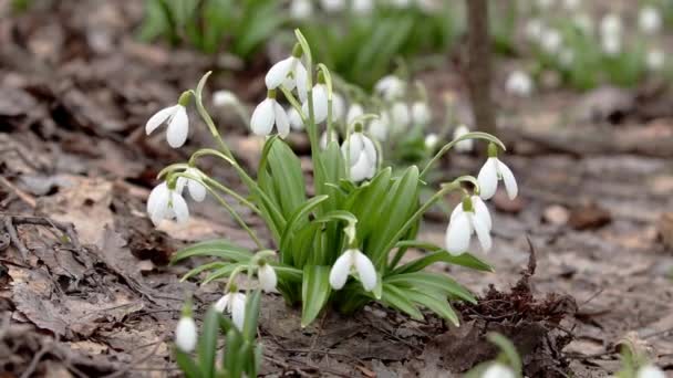 Skupina bílé kvetoucí Sněženka složené nebo Galanthus plicatus v lese na pozadí. Vítr, lehký vánek, loudy jarní den, dolly výstřel, zblizka, mělké hloubky ostrosti, 59,94 fps - Záběry, video