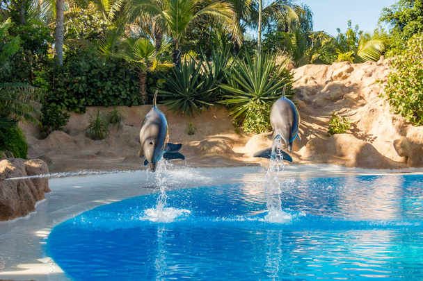 Delfini che saltano spettacolarmente in alto allo spettacolo dell'acquario
. - Foto, immagini