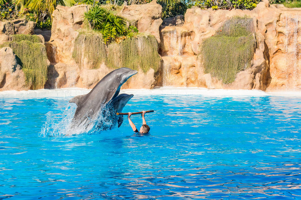 Zookeeper praticando com golfinhos truques em grande piscina
. - Foto, Imagem